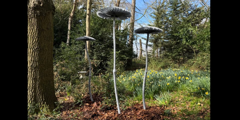Mushrooms